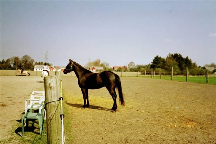 Fuldblod (XX) Rebus *RIP* - Verdens dejligeste hest (: billede 15