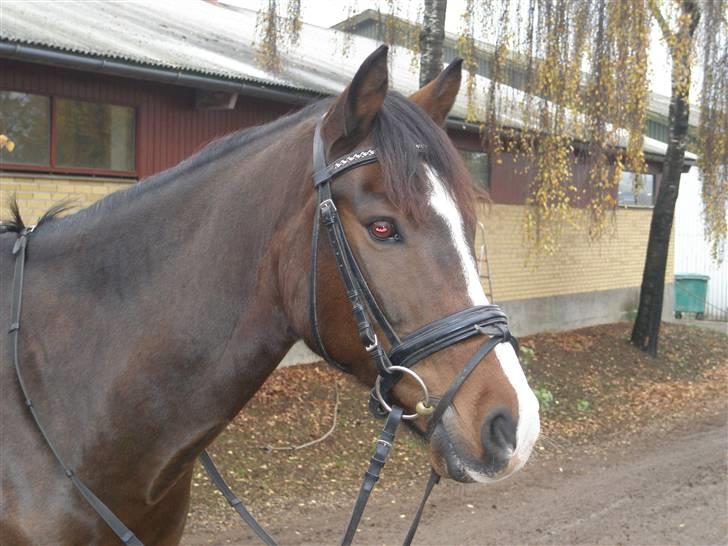 Anden særlig race Bastian Solgt.! - ;D billede 8