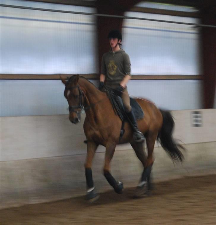 Dansk Varmblod Ellegaard's Chassé - Træning 14-06-09 Fotograf: Sandra :D billede 12