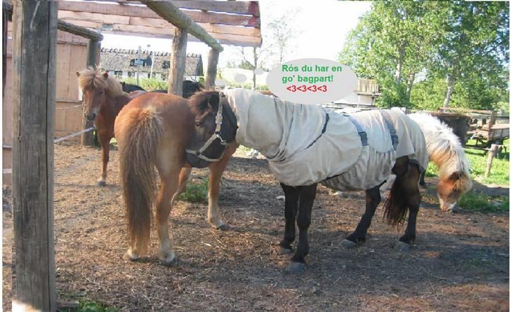 Islænder Àfram fra Birk huse - ^^ Ágram altså ;D <3  billede 20