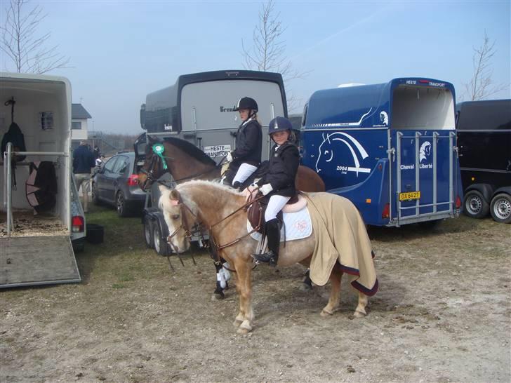 Welsh Mountain (sec A) Flicka *Flicksen*  - mig og flicka til stævne billede 7