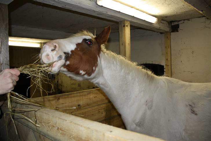 Anden særlig race chamieka - foto: mig billede 11