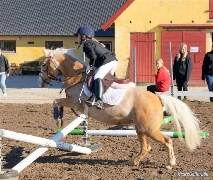 Welsh Mountain (sec A) Flicka *Flicksen*  - de er taget af Emilie Gleerup  billede 9