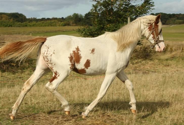 Anden særlig race chamieka - foto: mig billede 12