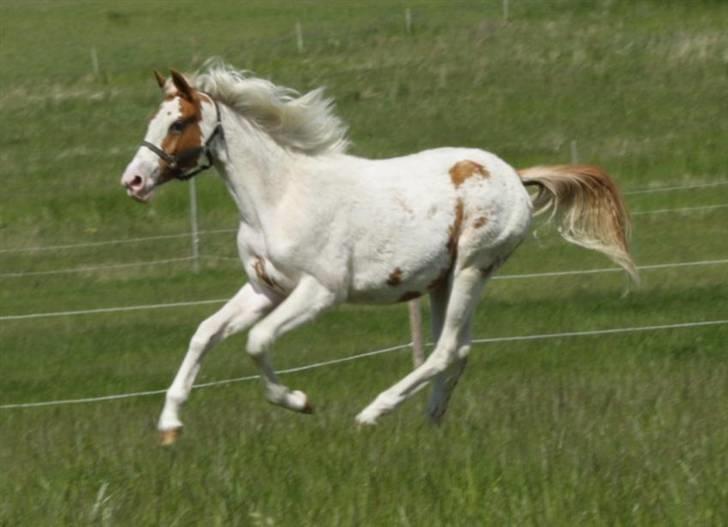 Anden særlig race chamieka - foto: mig billede 13