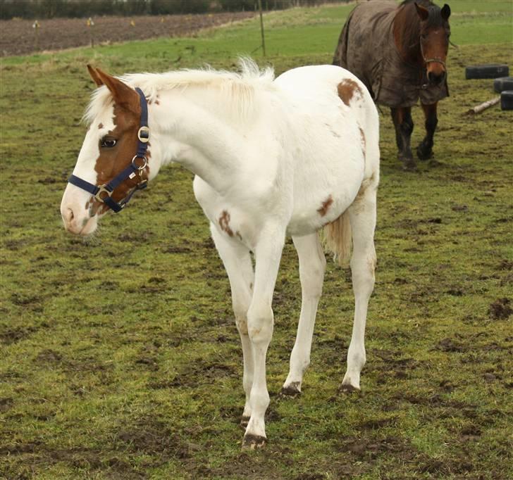 Anden særlig race chamieka - foto: mig billede 14