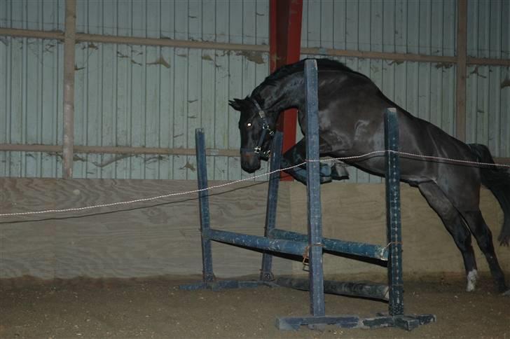 Dansk Varmblod Vejlgårds Casco - 20/12-08 løsspring:-) billede 11