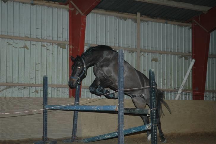 Dansk Varmblod Vejlgårds Casco - 20/12-08 løsspring billede 12