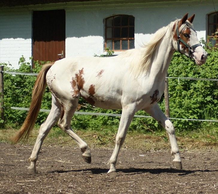 Anden særlig race chamieka - foto: mig billede 15