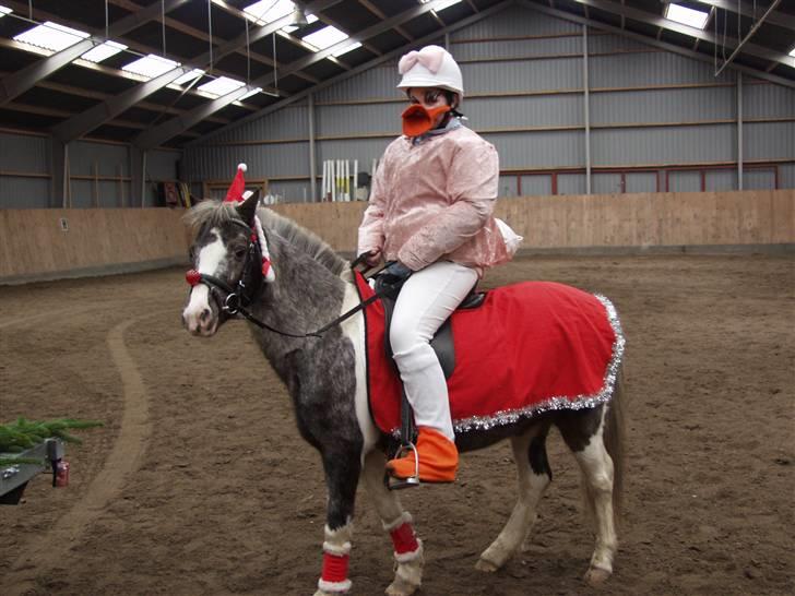 Pinto funny - her er mig og funny på vej til juleoptog i sakskøbing den 14/12 2008 og jeg var andersine fra andersand & co billede 19