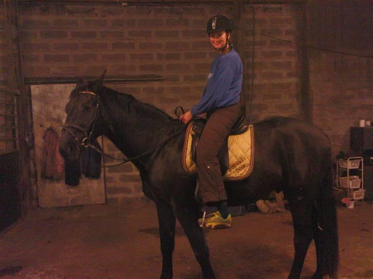 Dansk Varmblod Bysteds Bluca  SOLGT - Ditte første gang på Bluca billede 11