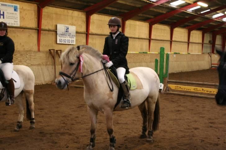 Fjordhest Bianka Kongehøj  - en 1. plads i spring  billede 18
