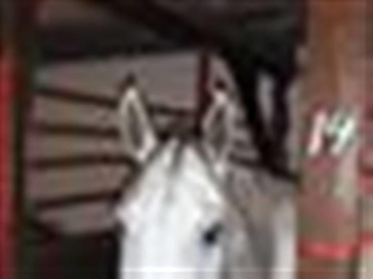 Sportsaraber (A) Cliff Galivant  billede 7