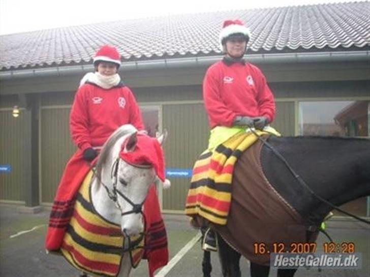 Sportsaraber (A) Cliff Galivant  billede 8