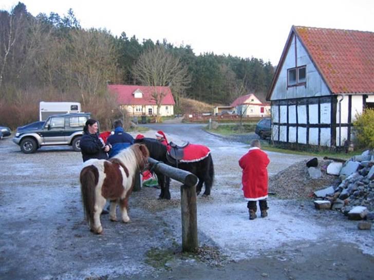 Shetlænder hr. nicolajsen billede 6
