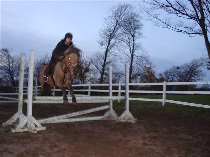 Anden særlig race Kikki - SOLGT :`/   - Foto: taget af min springtræner. efterår 2008.  billede 20