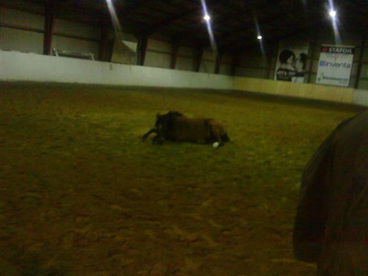 Anden særlig race Donna Cydinor - uhmmm sådan en ridehusbund er god at rulle sig i. :D billede 9