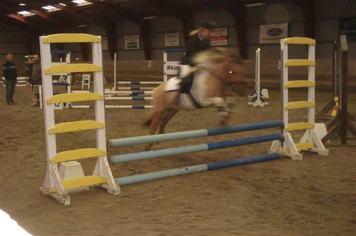 Shetlænder | Albert - Sløjfespring :b billede 20