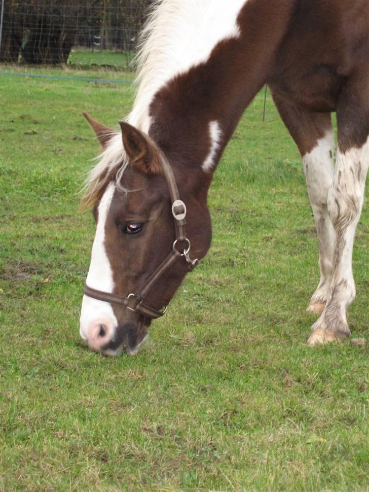 Pinto Højvangs Kahlua billede 6