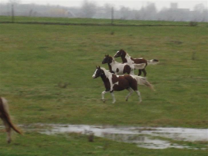 Pinto Højvangs Kahlua - Kahlua, waldemar og Hercules / tre på stribe billede 7