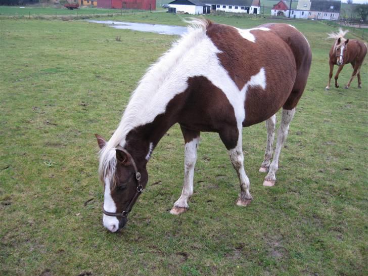 Pinto Højvangs Kahlua billede 8