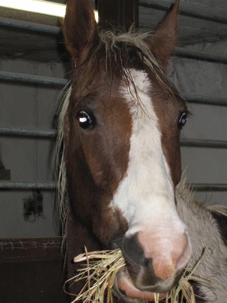 Pinto Højvangs Kahlua billede 9