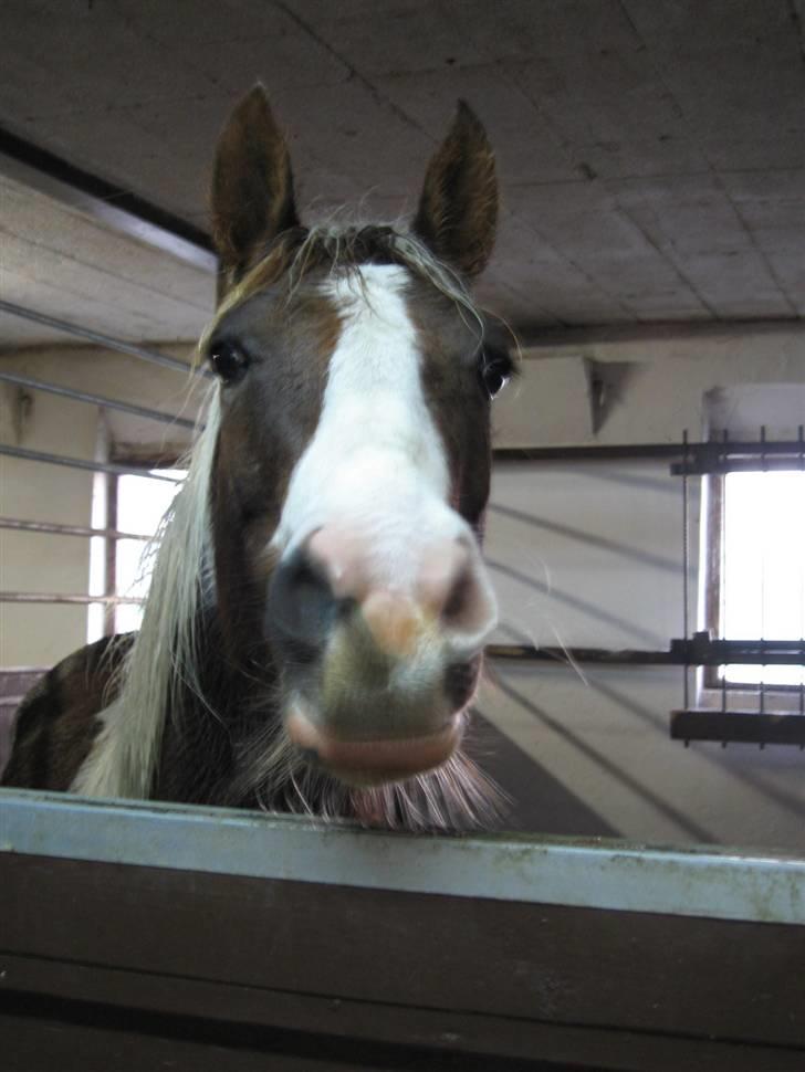 Pinto Højvangs Kahlua billede 10