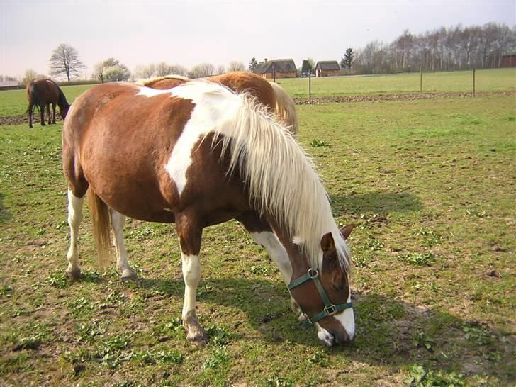 Pinto Højvangs Kahlua - Kahlua højdrægtig billede 11