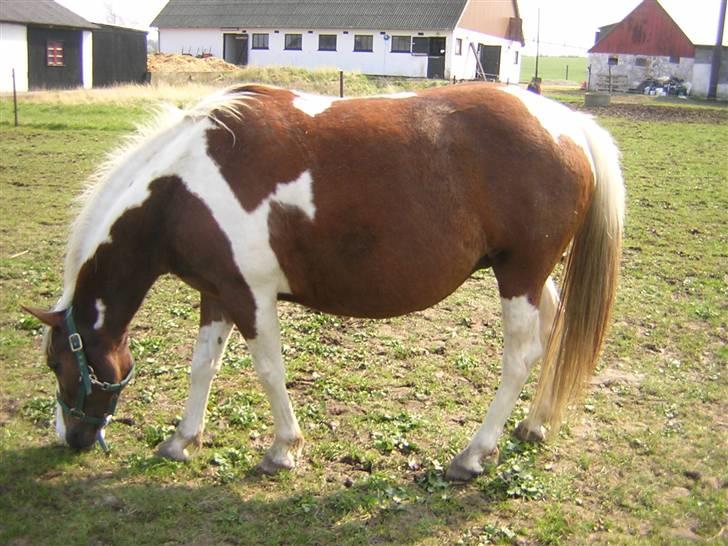 Pinto Højvangs Kahlua - Kahlua højdrægtig billede 12