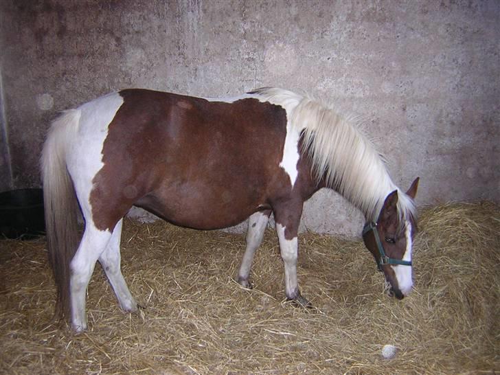 Pinto Højvangs Kahlua - Kahlua højdrægtig billede 13