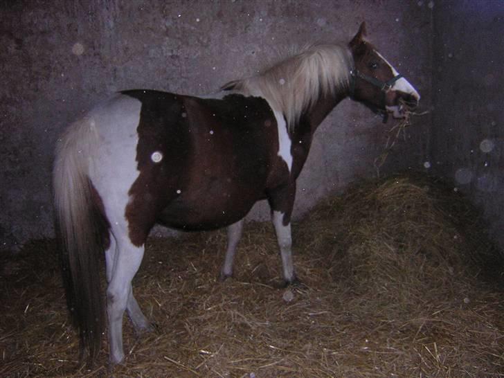 Pinto Højvangs Kahlua - Kahlua højdrægtig billede 14
