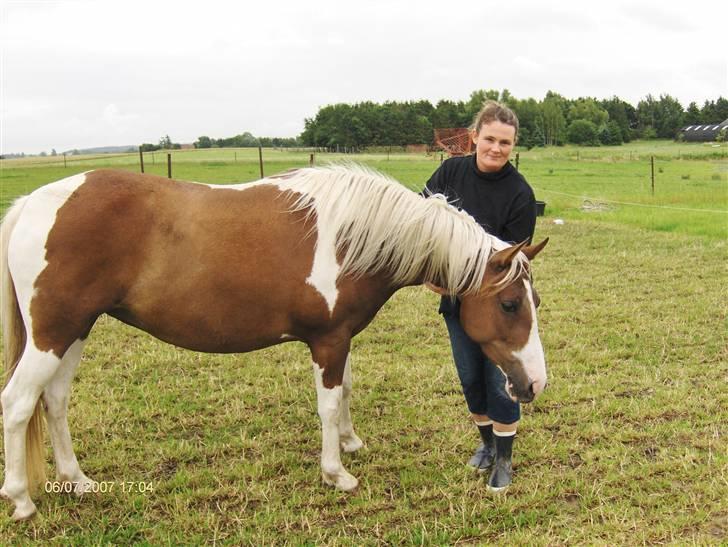 Pinto Højvangs Kahlua billede 15