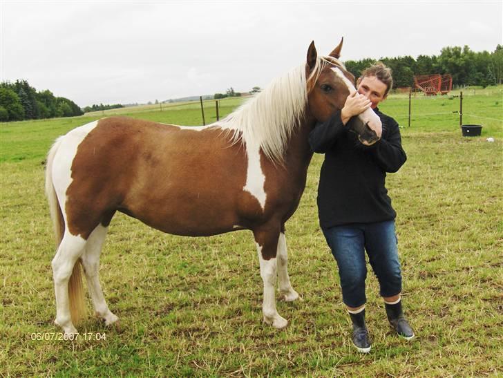 Pinto Højvangs Kahlua billede 16