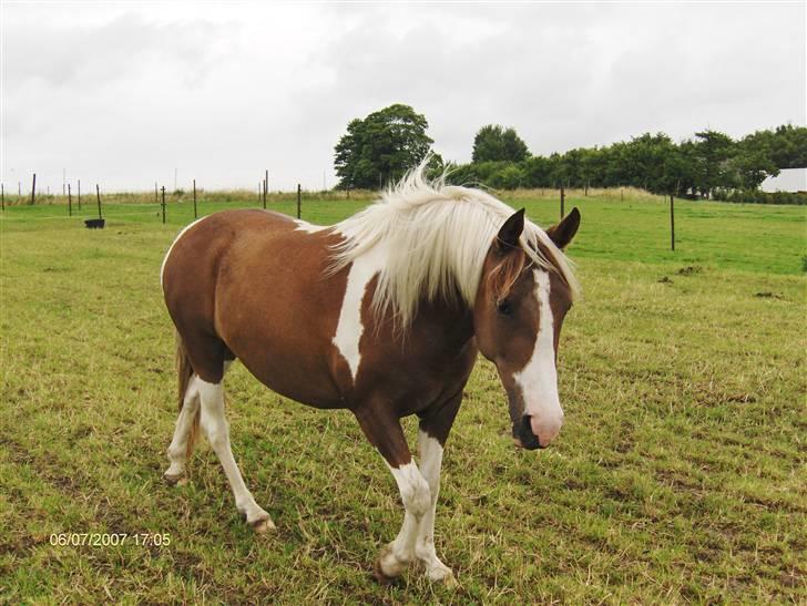 Pinto Højvangs Kahlua billede 17