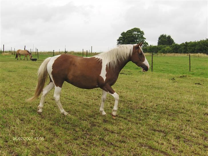 Pinto Højvangs Kahlua billede 18