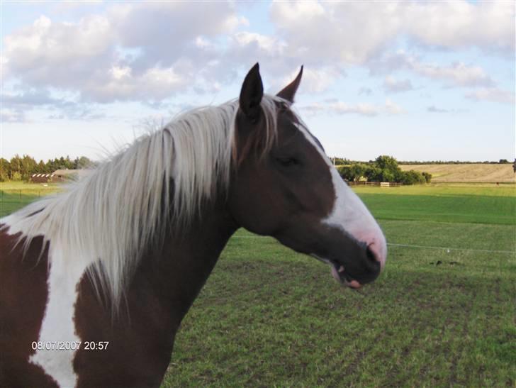 Pinto Højvangs Kahlua billede 19