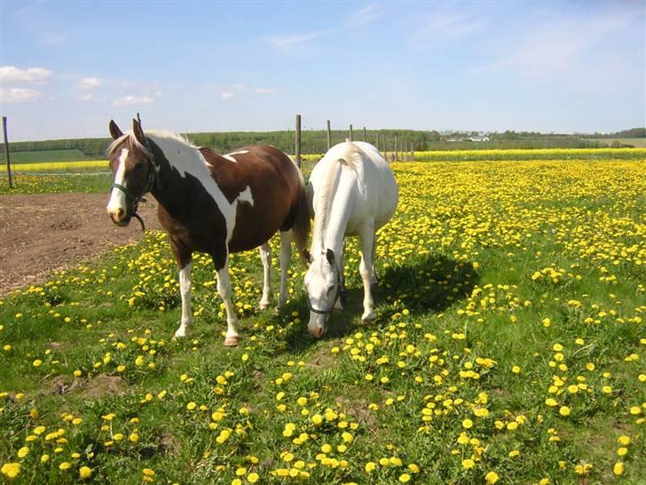 Pinto Højvangs Kahlua - Kahlua og mor Shadow billede 20