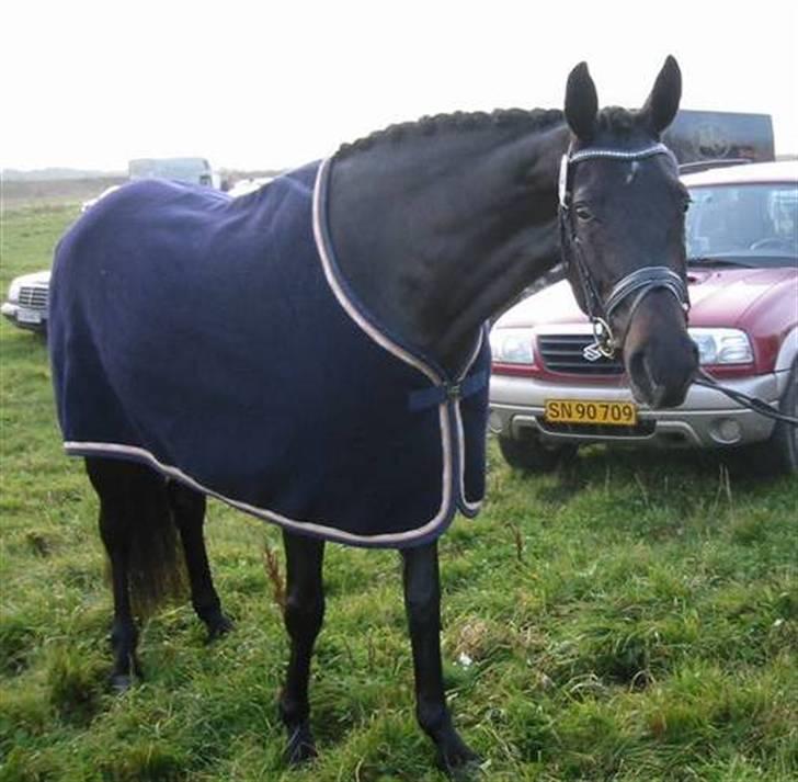 Hannoveraner Ruby ¤ R.I.P ¤ - Kåring :D billede 2