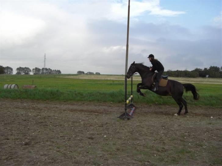 Anden særlig race Fleur  - Thilde og Fleur springer (2008) billede 12