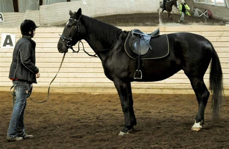 Anden særlig race Ulla (Lotus Noir) *SOLGT* - Hun snakker og snakker og r*ven går. Er vi ikke snart færdig? billede 15