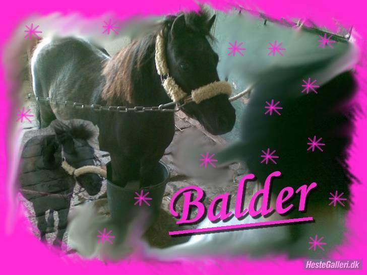Miniature Balder  - Er han ikke bare dejliig! <3 Elsker diig Balle! billede 4