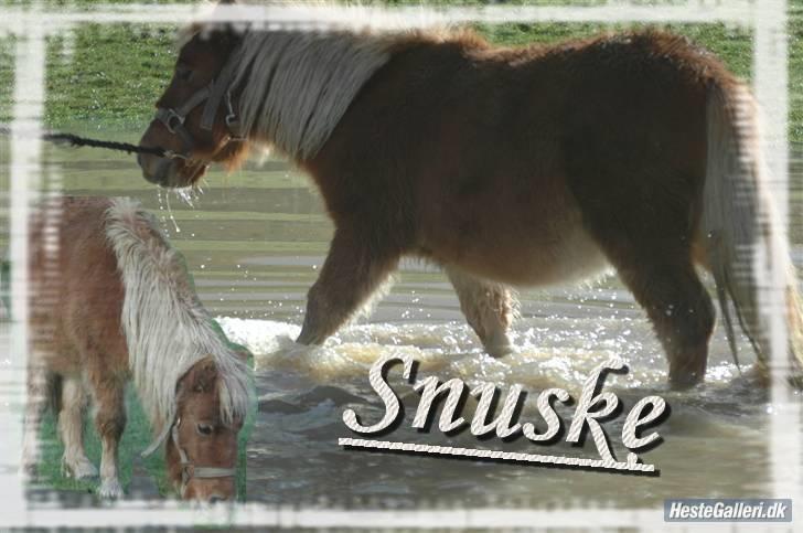 Shetlænder Snuske (givet væk) - Snus du er for dejliig! <3 Diin krammebamse! <3 billede 10