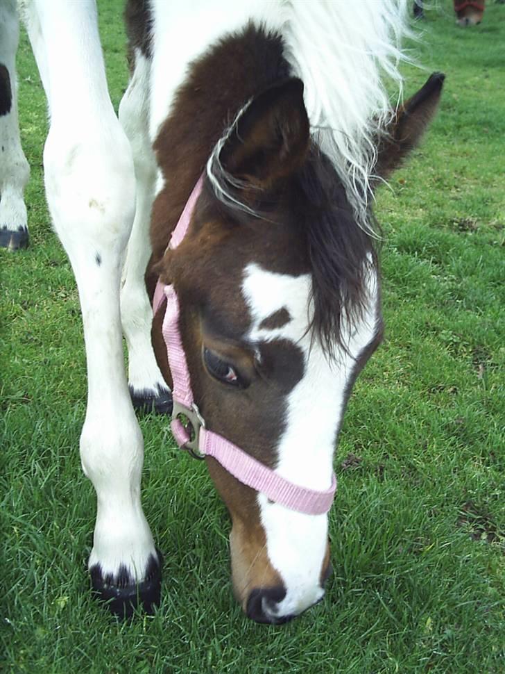 Pinto Skærbækgaards Catalina - Nysgerrig på en snigende måde :-D  Hundehvalpe udtrykket i øjnene gør det jo ikke lettere at modstå hende :)  December 2008.  billede 20