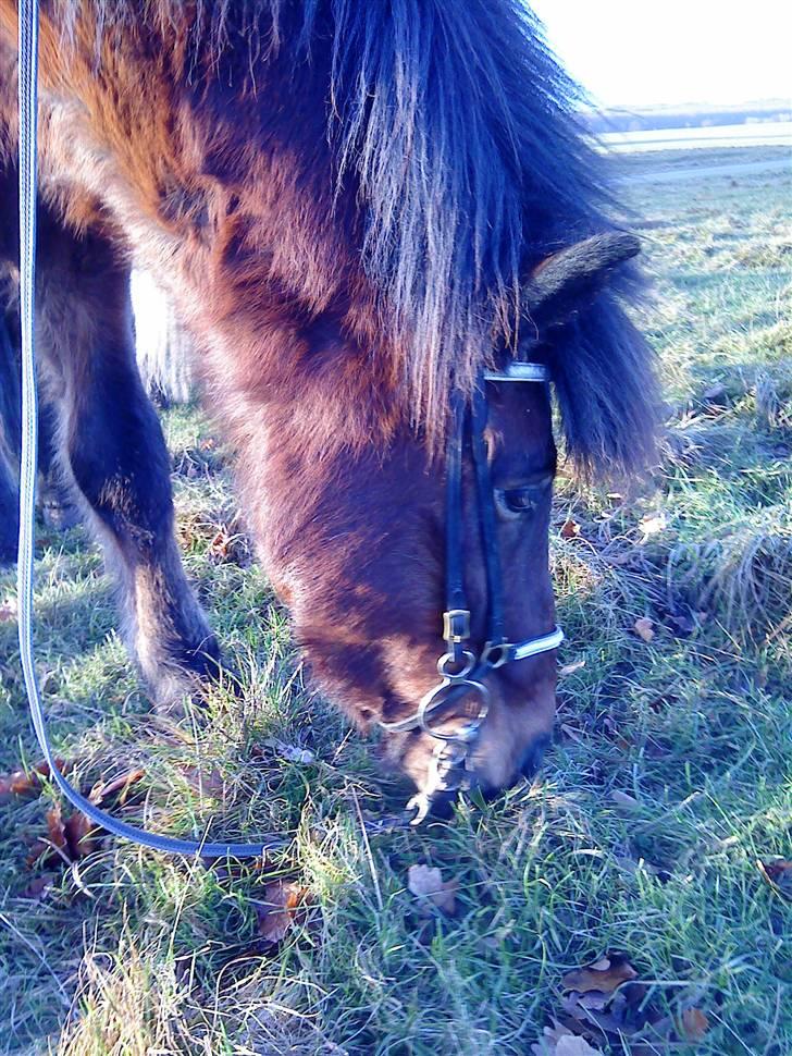 Islænder Somi - sómi en kølig vinter morgen i december <3 med lidt græs <3 billede 12