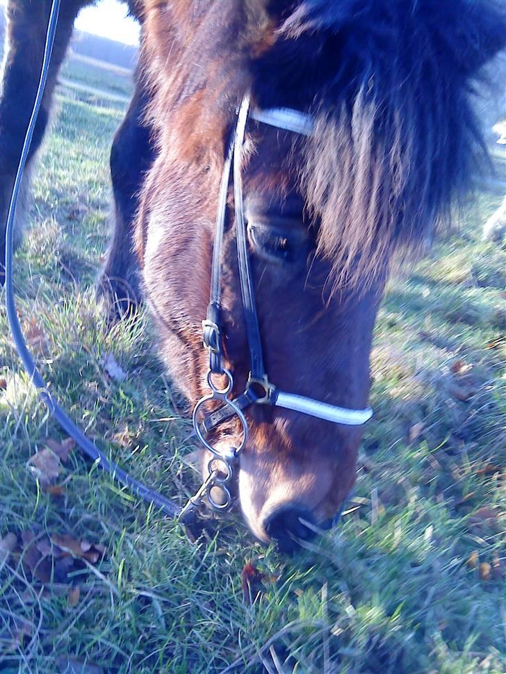 Islænder Somi - sómi en kølig vinter morgen i december <3 med lidt græs <3 billede 14