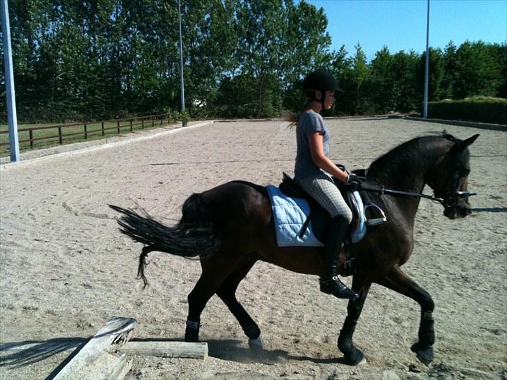 DSP Ringo   Død d. ( 10/9-14) - Julie og Ringo træner til hestivalen 2010 billede 5