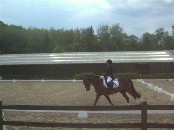 DSP Ringo   Død d. ( 10/9-14) - C stævne på MSR billede 6