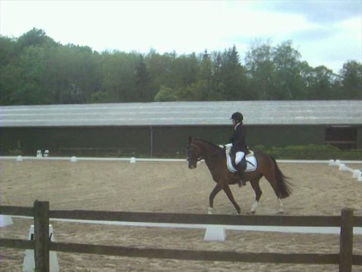 DSP Ringo   Død d. ( 10/9-14) - C stævne på MSR 2010 billede 7