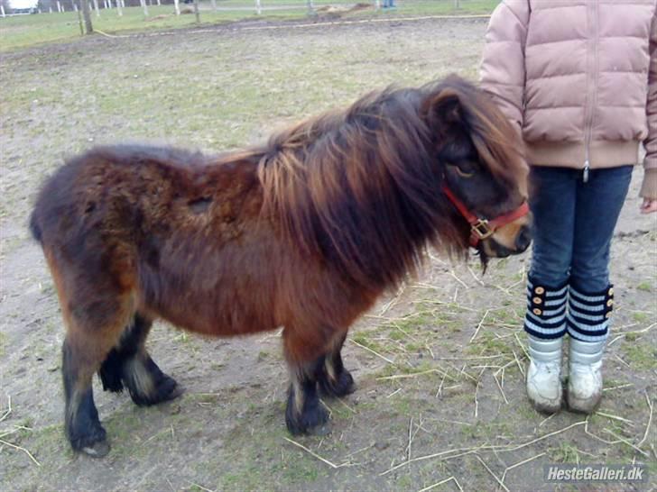 Shetlænder Felix (solt): ( billede 1