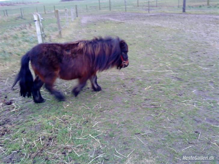 Shetlænder Felix (solt): ( billede 2